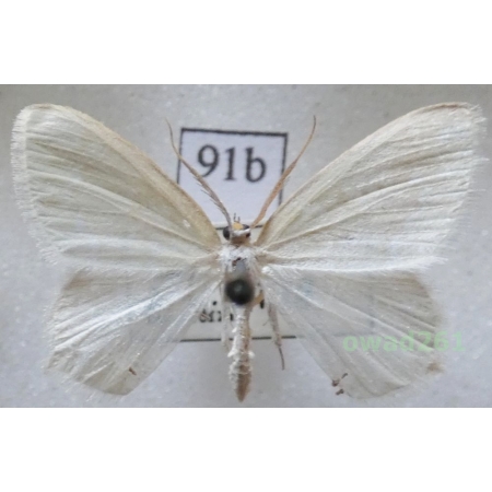 Jodis putata (Linnaeus, 1758) Czech91b